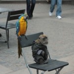 IMG_1422-300×200