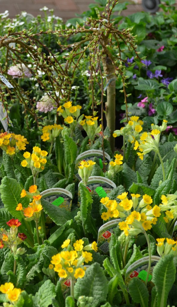 Frühlingsblumen Andresen