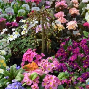 Blumenbüro Holland2014-03-20 09.27.03