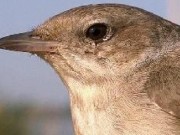 Vogelführung mit dem NABU