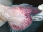 Schleswig-Holstein rüstet sich gegen Afrikanische Schweinepest