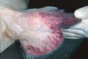 Petechiale Blutungen der Ohrmuschel bei einem an Afrikanischer Schweinepest erkrankten Tier. Foto Wikipedia, United States Department of Agriculture