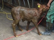 Sturz in Güllegrube