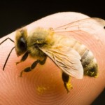 bienen-590×280