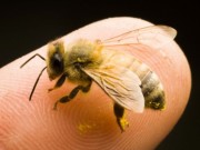Bienentag in der Gartenbaumschule Andresen