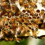 honey-bees-401238_1920-590×280