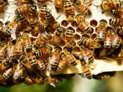 Infoabend für Imkerkurs 2017