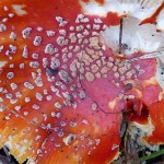 Herbst (15) (Klein)