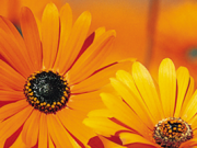 Tag der offenen Tür im Kinderhaus Kids & Fips in Lasbek