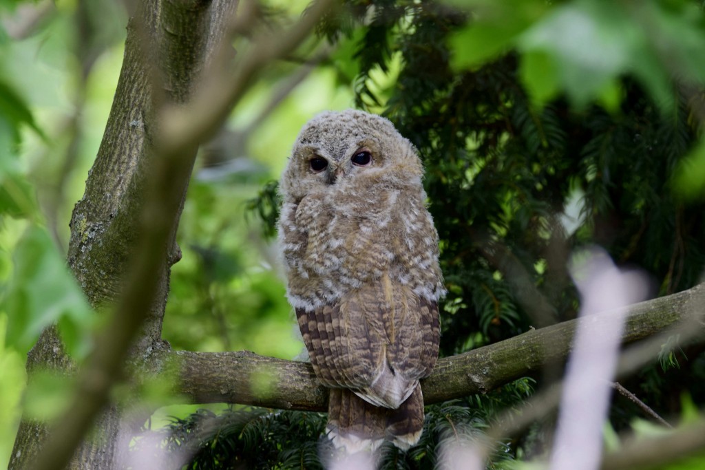 Junger Waldkauz Foto: B. Flume