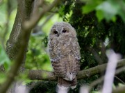 Anwohner helfen Käuzchen nach Baumfällungen in Ammersbek