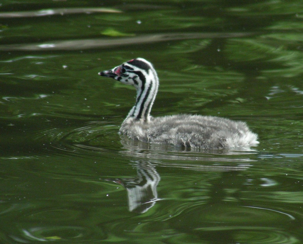 Haubentaucherküken