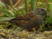 Erreger auch bei Wildvogel im Kreis Herzogtum-Lauenburg nachgewiesen