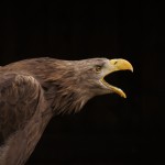 Seeadler