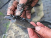 Neues von den Rentierjägern im Ahrensburger Tunneltal