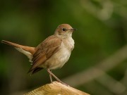 Vogelführung mit dem NABU am 1. Juni