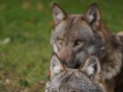 Der Wolf – fremd oder in Schleswig-Holstein zu Hause?