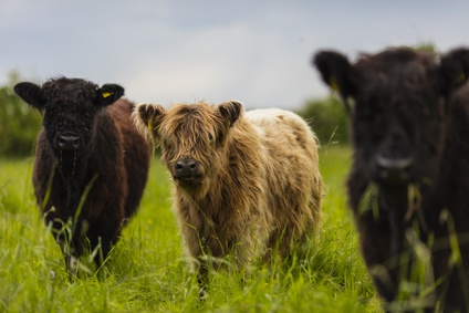 Galloway Rinder Herde