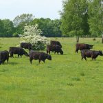 Höltigbaum Galloways. Foto Jan Helwig