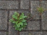 Umweltministerium fördert Flächenentsiegelung