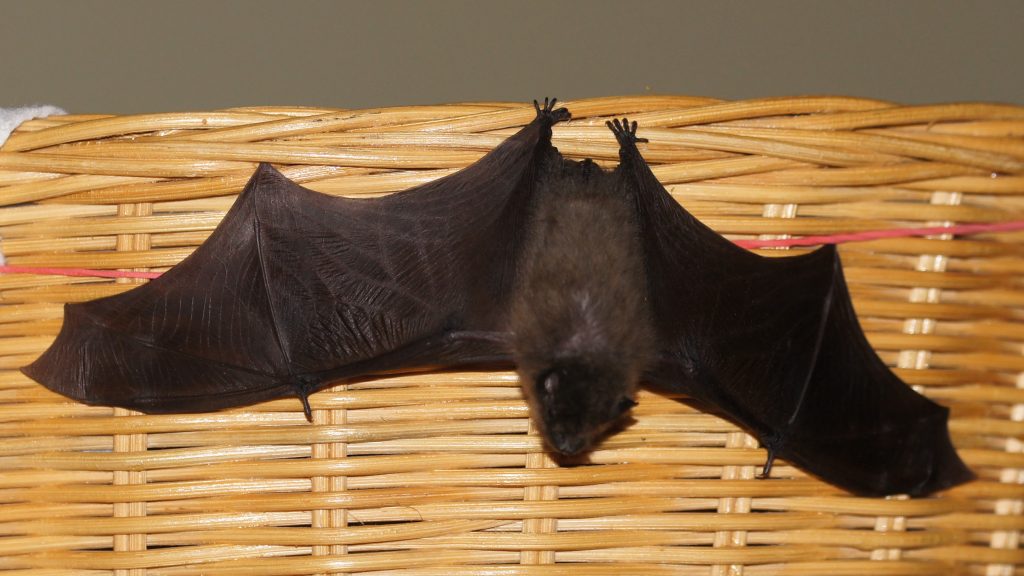 Zwergfledermaus kurz vor Wiederauswilderung