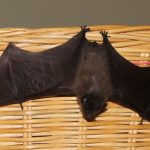 Zwergfledermaus_kurz-vor-Wiederauswilderung