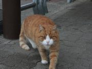 Projekt gegen Katzenelend