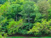 Stiftung Naturschutz Schleswig-Holstein warnt vor Betreten der Wälder im Süden Schleswig-Holsteins