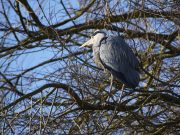 Vogelfrühlingsführung an den Timmerhorner Teichen