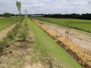 NABU-Vortrag zeigt Defizite in der Knickpflege auf