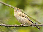 Unscheinbar aber unüberhörbar