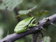 Froschkönig live! „Kleine Quaker“ rocken im Stiftungsland!