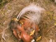 Verstummender Frühling