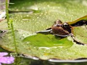 Ergebnisse der landesweiten Biotopkartierung im Internet einsehbar