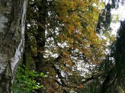 Ja, ist denn schon Herbst oder was ist mit unseren Kastanien los?