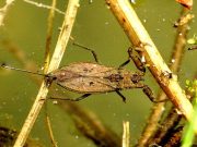 Teichforschertag im Ammersbeker Ferienprogramm