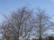 Investor ermöglicht den Erhalt alter Bäume am Bahnhof Hoisbüttel