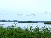 Bargteheider_innen in Zmigród