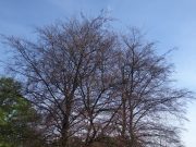 Mehr Verkehrsflächen aber weniger Bäume