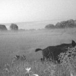 Bache mit Frischlingen im Morgennebel