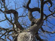 Bürgerinitiativen zum Schutz des Waldes schließen sich in Stormarn zusammen