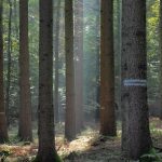 Fichtenacker in der Hahnheide