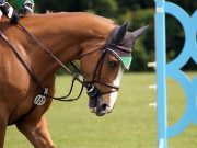 Reiterinen begrüßen Politikwechsel