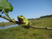 Schleswig-Holstein Froschkonzert-Festival gastiert in Barnitz