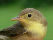 Vogelführung im Naturschutzgebiet Ammersbek-Niederung