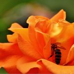 Biene auf Rose