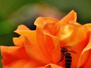 Bienentag bei Andresen