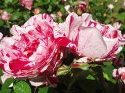 Rosenseminar in der Gartenbaumschule Andresen Bargteheide