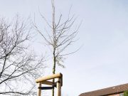 Neuer Baum fürs KGB – Stauden für die Bienen