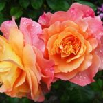 rosen2